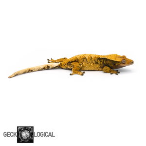 Female SunKing XXX Crested Gecko GL-0216 looking right 