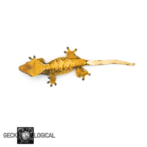 Female SunKing XXX Crested Gecko GL-0216 from above