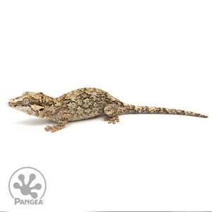 Female Reticulated Gargoyle Gecko Ga-0235