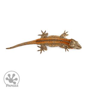 Male Red Striped Gargoyle Gecko Ga-0239 from above 