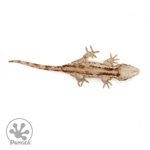 Male Striped Gargoyle Gecko Ga-0240