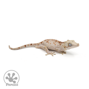 Male Red Blotched Gargoyle Gecko Ga-0245 looking right 
