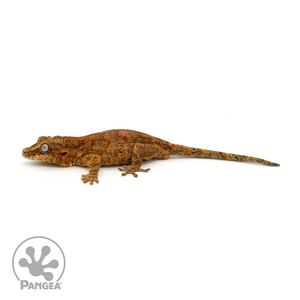 Male Red Blotch Gargoyle Gecko Ga-0248
