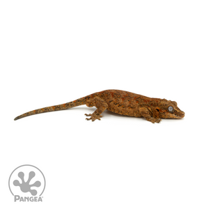 Male Red Blotch Gargoyle Gecko Ga-0248