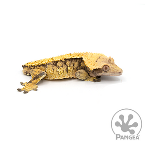 Male Yellow Extreme Harlequin Crested Gecko Cr-0296
