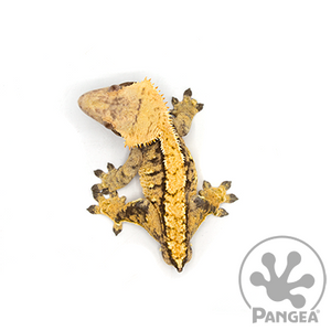 Male Yellow Extreme Harlequin Crested Gecko Cr-0296