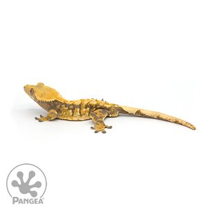Male Tricolor Extreme Crested Gecko Cr-0351 looking left