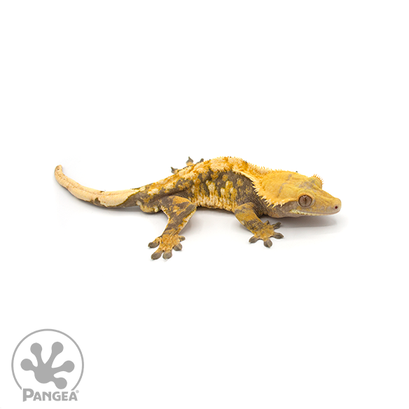 Male Tricolor Extreme Crested Gecko Cr-0351 looking right