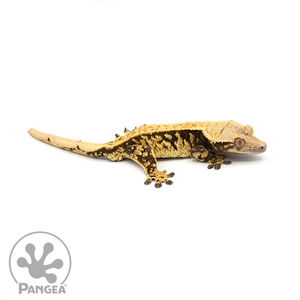 Male  Extreme Harlequin Pinstripe Crested Gecko Cr-0372