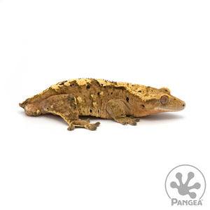 Male Super Dalmatian Crested Gecko Cr-0421 looking right