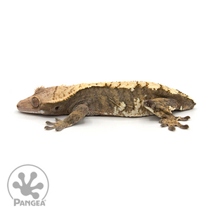 Female Dark Flame Crested Gecko Cr-0432 looking left