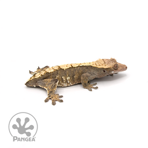 Female Dark Flame Crested Gecko Cr-0432 looking right