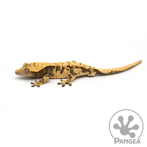 Male Yellow XXX Crested Gecko Cr-0436