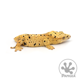 Female Super Dalmatian Crested Gecko Cr-0472 looking right
