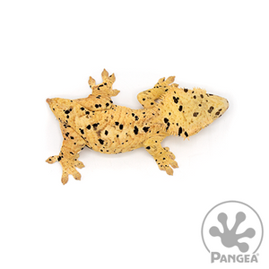 Female Super Dalmatian Crested Gecko Cr-0472 from above