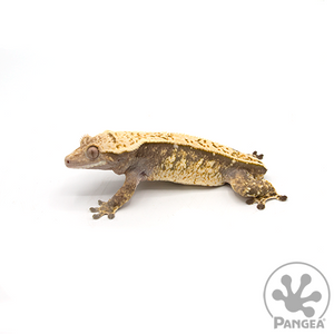 Female Cream Extreme Pinstripe Crested Gecko Cr-0479 looking left
