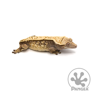 Female Cream Extreme Pinstripe Crested Gecko Cr-0479 looking right