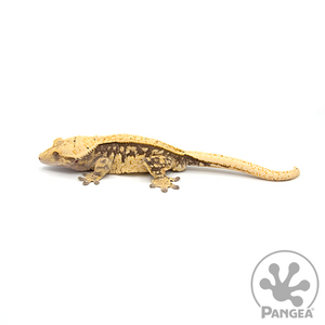 Male Extreme Harlequin Pinstripe Crested Gecko Cr-0482 looking left