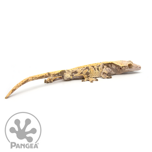 Male XXX Crested Gecko Cr-0483 looking right