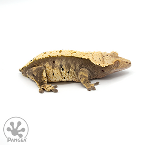 Female Harlequin Dalmatian Crested Gecko looking right