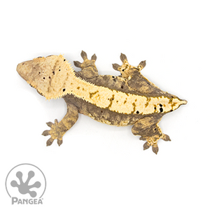 Female Harlequin Dalmatian Crested Gecko from above