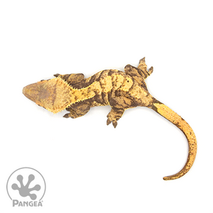 Female XXX Harlequin Crested Gecko Cr-0506 from above