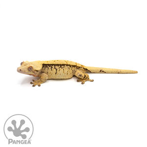 Female Extreme Harlequin Pinstripe Crested Gecko Cr-0507 looking left