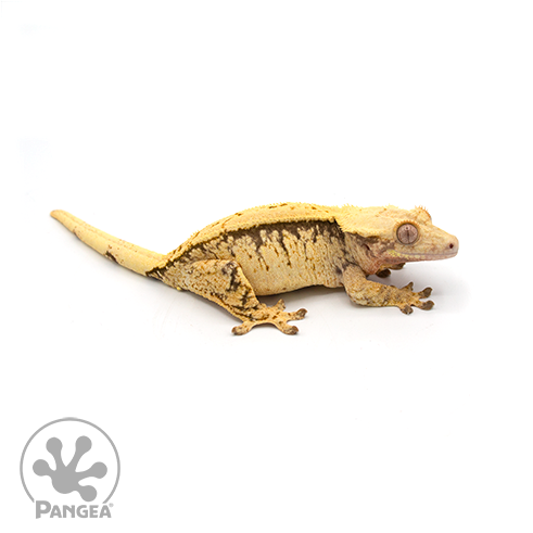 Female Extreme Harlequin Pinstripe Crested Gecko Cr-0507 looking right