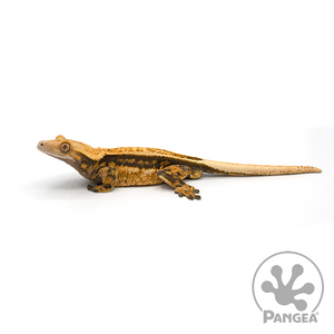 Male Pinstripe Crested Gecko looking left
