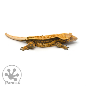 Male Pinstripe Crested Gecko looking right