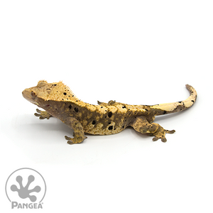 Male Extreme Inkblot Crested Gecko Cr-0584