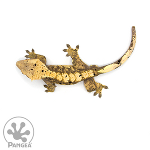 Male Extreme Inkblot Crested Gecko Cr-0584