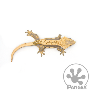 Female Cream Pinstripe Crested Gecko Cr-0606 from above