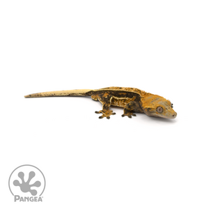 Male Orange Quad Partial Pinstripe Crested Gecko Cr-0650 looking right 
