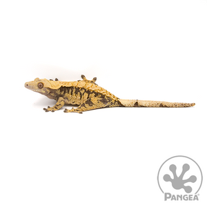 Female Yellow Extreme Harlequin Crested Gecko Cr-0653 looking left