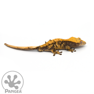 Male Orange XXX Crested Gecko Cr-0717
