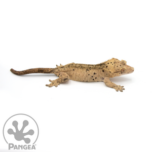 Female Super Dalmatian Crested Gecko Cr-0783