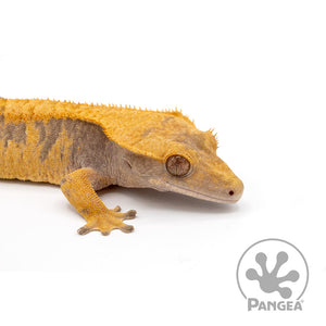 Female Lavender and Orange XXX Crested Gecko Right Side Close Up