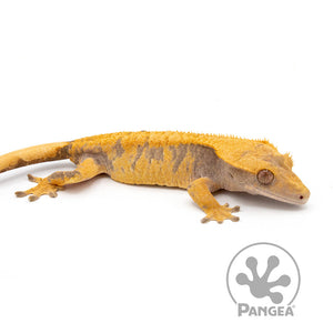 Female Lavender and Orange XXX Crested Gecko Right Side