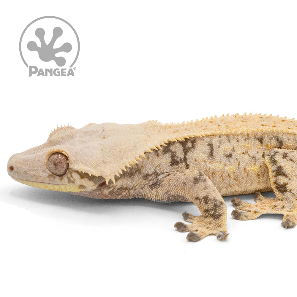 Male Cream XXX Crested Gecko Cr-1004
