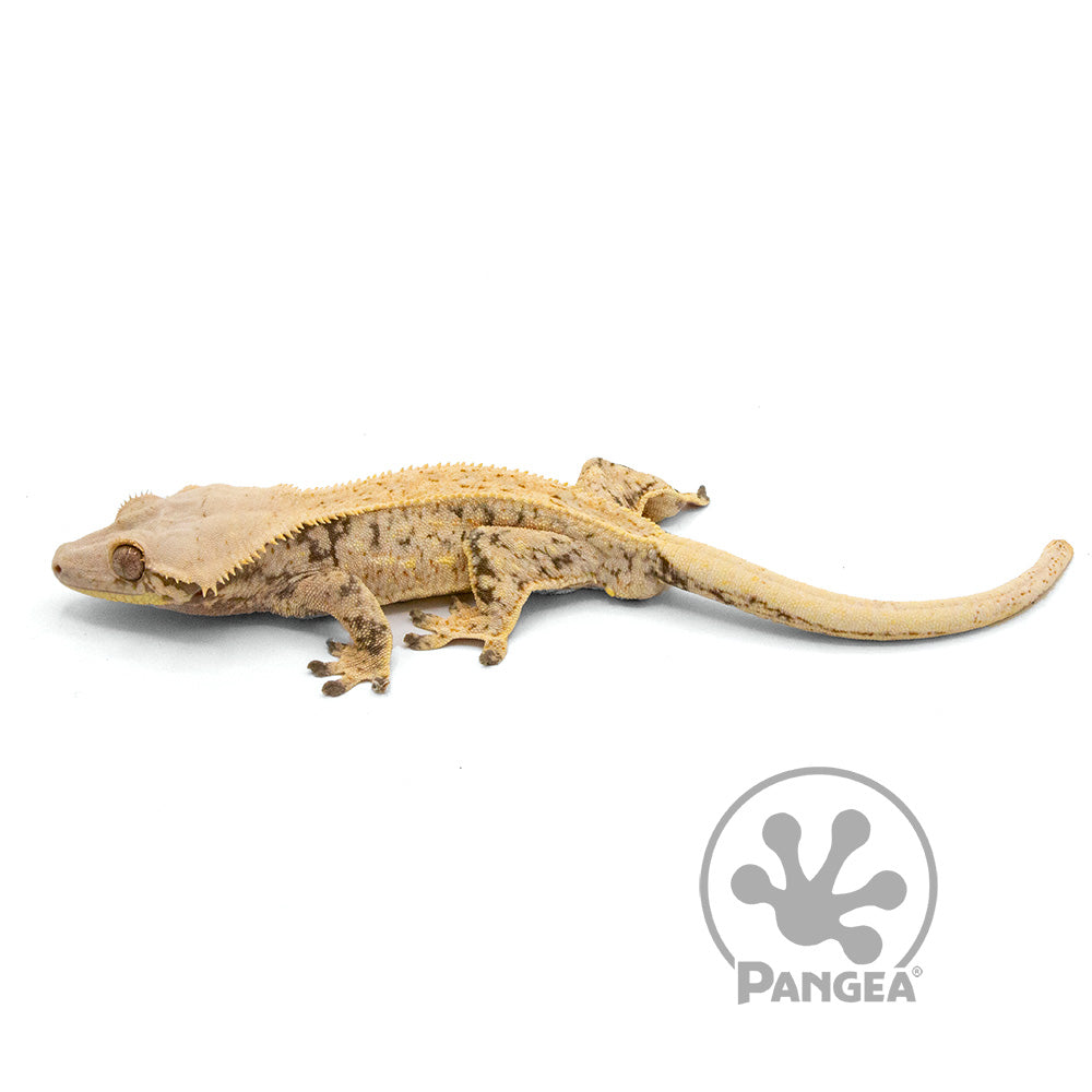 Male Cream XXX Crested Gecko Cr-1004