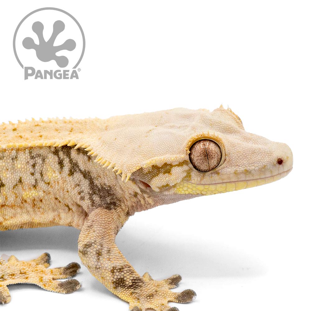Male Cream XXX Crested Gecko Cr-1004