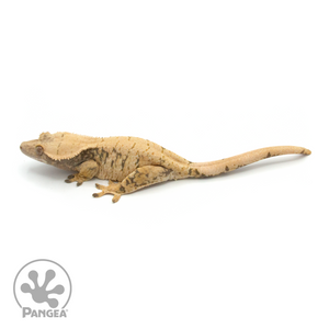 Female XXX Crested Gecko Cr-1009 looking left 
