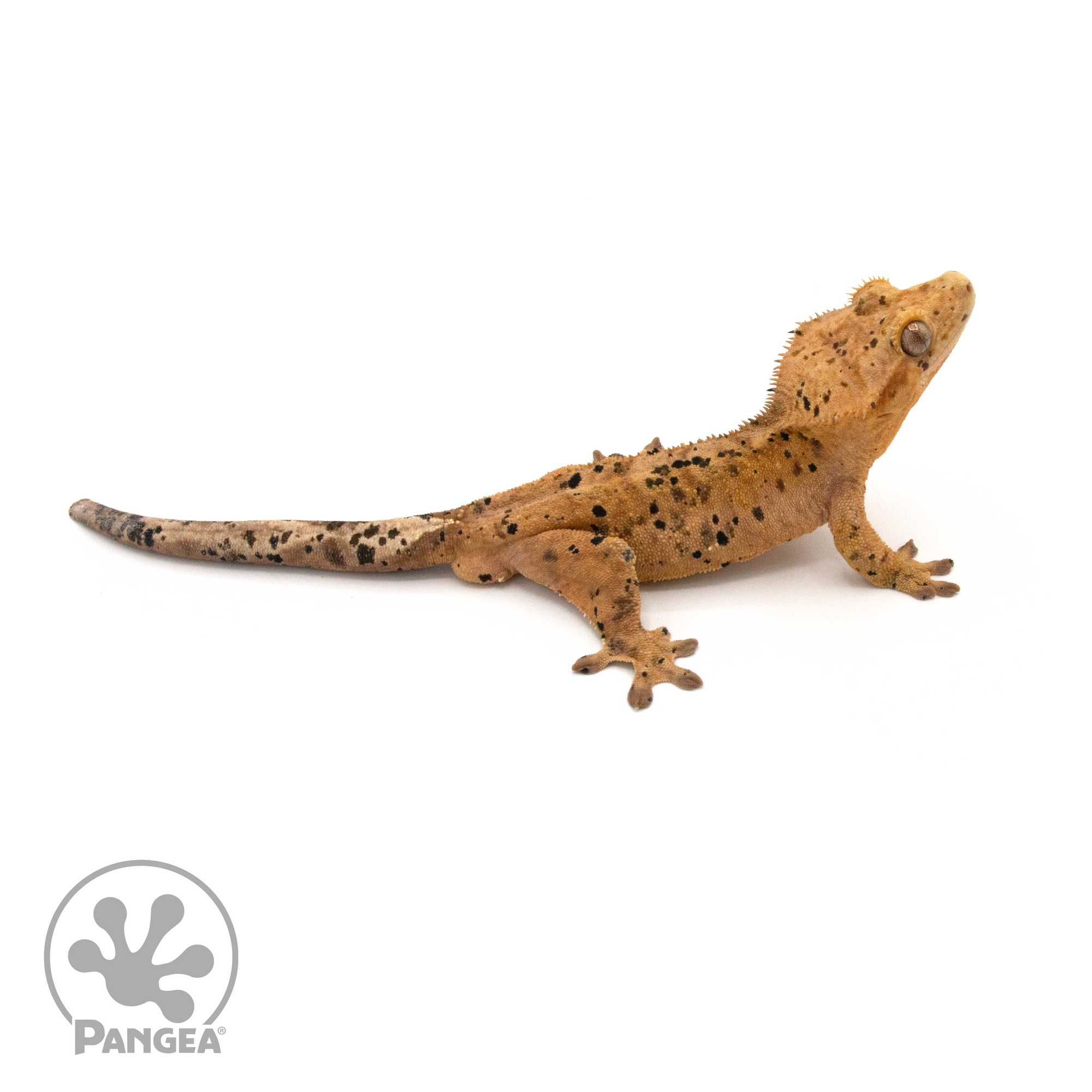 Male Dalmatian Crested Gecko Cr-1010 looking right 