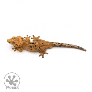 Male Dalmatian Crested Gecko Cr-1010 from above