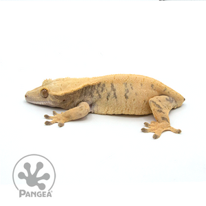 Female XXX Crested Gecko Cr-1011 looking left 