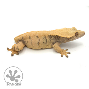 Female XXX Crested Gecko Cr-1011 looking right