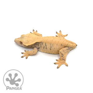 Female XXX Crested Gecko Cr-1011 from above