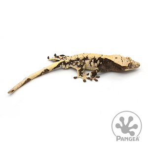 Male XXX Crested Gecko Cr-1012 looking right 