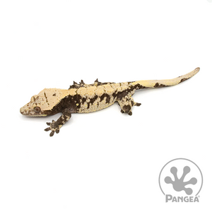 Male XXX Crested Gecko Cr-1012 from above